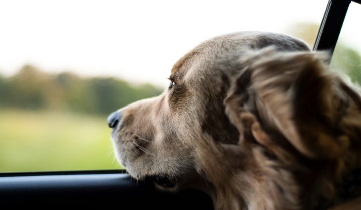 Consejos para una escapada en coche con tu mascota
